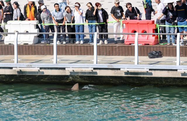 Holiday crowds flock to Busans stranded shark
