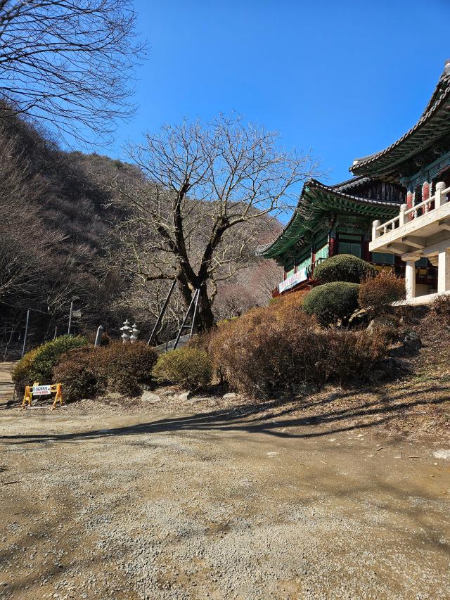 천안_광덕사_호두나무사진충남도