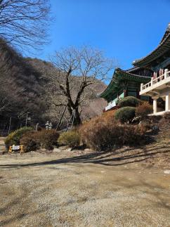 천안 광덕사 700년 호두나무, 후계목으로 잇는다