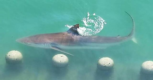  Home of Baby Shark cant get enough of Bukang