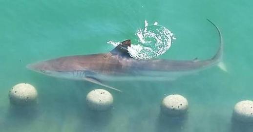 Home of Baby Shark cant get enough of Bukang