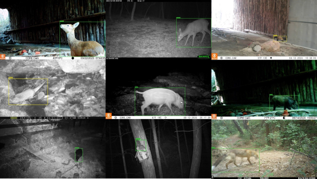 La inteligencia artificial reduce el análisis de videos de fauna silvestre de 208 días a 8 horas