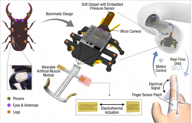 Soft beetle robot shows operator what it touches