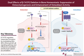 Osteoporosis study finds dual-role bone protein