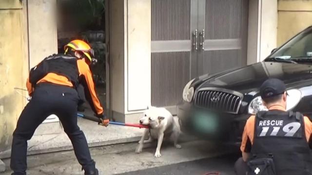 600 حادثة أمان متعلقة بالحيوانات الأليفة خلال ثلاث سنوات... لكن الميزانية المخصصة للتصدي تبلغ صفر ريال