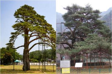 속리산 소나무재선충병 발생, 정이품송 등 문화재 나무 보호 비상