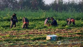 Các tổ chức hỗ trợ người nhập cư yêu cầu cải tổ toàn diện chương trình lao động thời vụ
