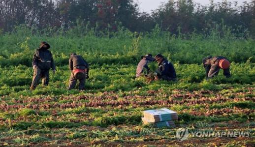 Các tổ chức hỗ trợ người nhập cư yêu cầu cải tổ toàn diện chương trình lao động thời vụ