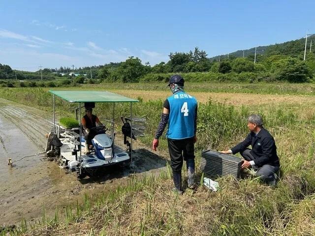 전남 강진군 신전면 봉양마을 앞 논에서 이용득씨와 베트남 근로자 레프억흥이 모내기하고 있다 사진강진군 제공