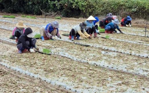 [AISA BIZ] 한국 가면 월 300만원인데 베트남 계절근로자, 고수입 뒤에 숨은 비용 부담