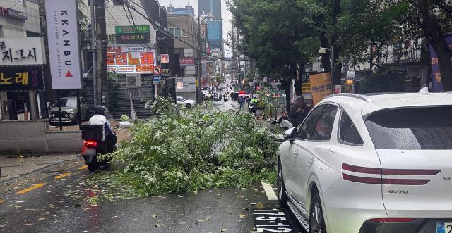 국 대부분 지역에 돌풍을 동반한 가을비가 내리는 18일 서울 강남구 역삼동의 한 거리에 돌풍으로 가로수가 쓰러져있다 사진독자 연합뉴스