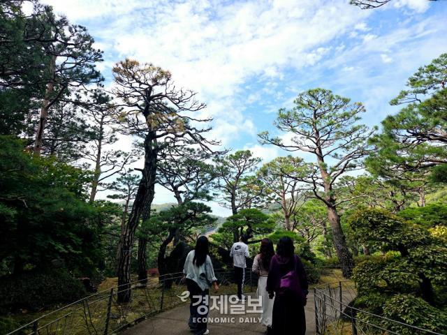 화담숲에 조성된 소나무 숲을 LG유플러스 장기고객들이 걷고 있다 사진류청빛 기자