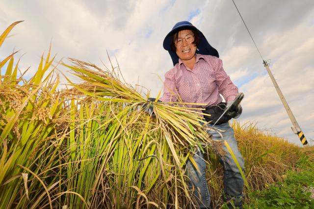 Koreas rice farmers struggle to keep a staple—and a livelihood—alive