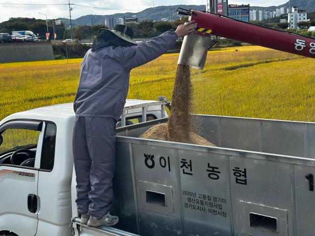 A farmer who asked not to be named transfers freshly harvested rice from a harvesting machine into a truck in Jinri-dong Icheon Gyeonggi Province on Oct 15 2026 AJP Kim Hee-su