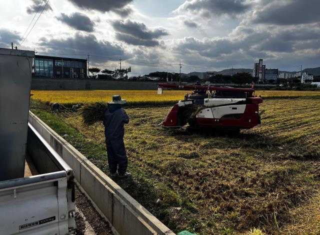 Farmers harvest rice using a harvesting machine and hand-cut stalks in a field in Jinri-dong Icheon Gyeonggi Province on Oct 15 2026 AJP Joonha Yoo