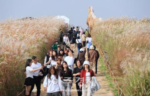 [포토] 억새, 은빛과 금빛 사이