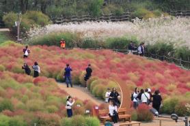 Citizens visit Seoul silver grass festival