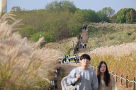 Citizens visit Seoul silver grass festival