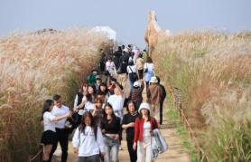 Citizens visit Seoul silver grass festival