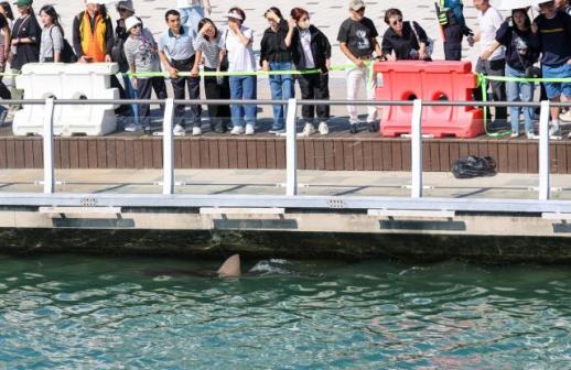 Busan shark returns to canal hours after being guided out