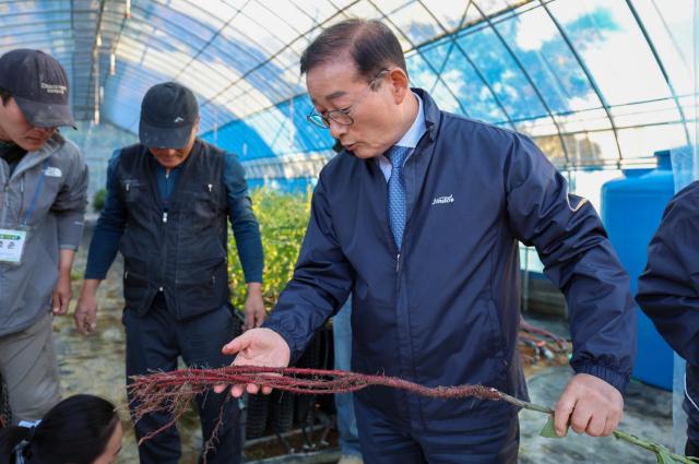 이재각 진도군수가 지난 22일 지역특화작목인 지초 재배 농가를 방문해 수확을 앞둔 지초의 붉은 뿌리를 직접 살펴보며 생육 상태와 재배 현황을 점검하고 있다 진도홍주 특유의 붉은빛을 내는 원료인 지초의 안정적인 생산을 위해 진도군은 9개 농가를 대상으로 시설하우스와 용기 재배기술 실증사업을 추진하고 있다 사진진도군