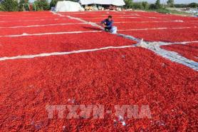 Giá ớt tại Việt Nam tăng cao do xuất khẩu tăng 115%