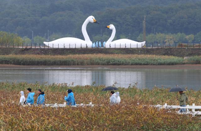 제11회 강진만 춤추는 갈대축제가 개막한 24일 전남 강진군 강진만생태공원을 찾은 관광객들이 가을비 속에 우산을 쓰고 갈대밭 탐방로를 걷고 있다 탐방로 너머 대형 백조 조형물과 황금빛 갈대가 어우러져 운치 있는 가을 풍경을 연출하고 있다 사진강진군
