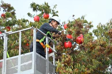 청송사과축제 11월 4일 개막…블랙이글스 에어쇼·가수 공연