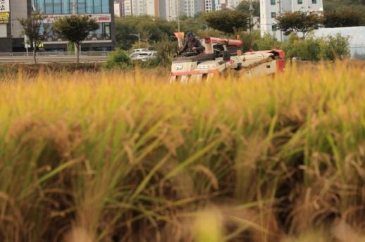 South Koreas rice output to hit six-year low as prices hold firm