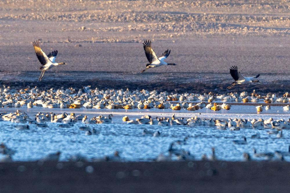 [사진] 물가로 날아드는 철새들