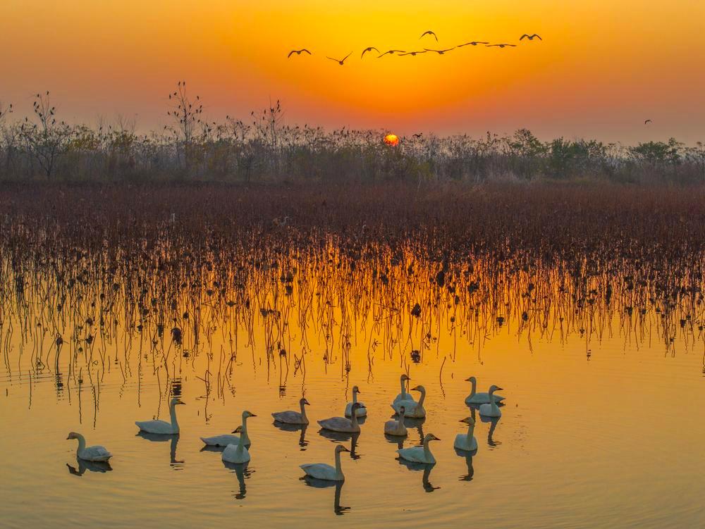 [사진] 붉게 타오르는 싱화 리샤허 습지의 저녁