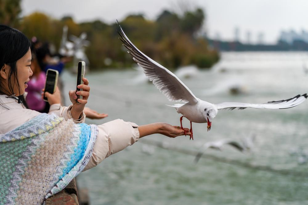[사진] 中 쿤밍, 붉은부리갈매기에게 먹이 주는 여행객