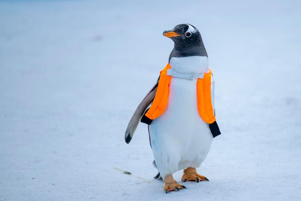 [사진] 귀여운 남극 펭귄, 오늘도 수업 땡땡이~