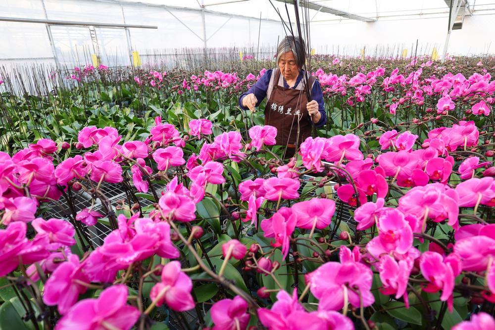 [사진] 호접란 상태 체크하는 직원