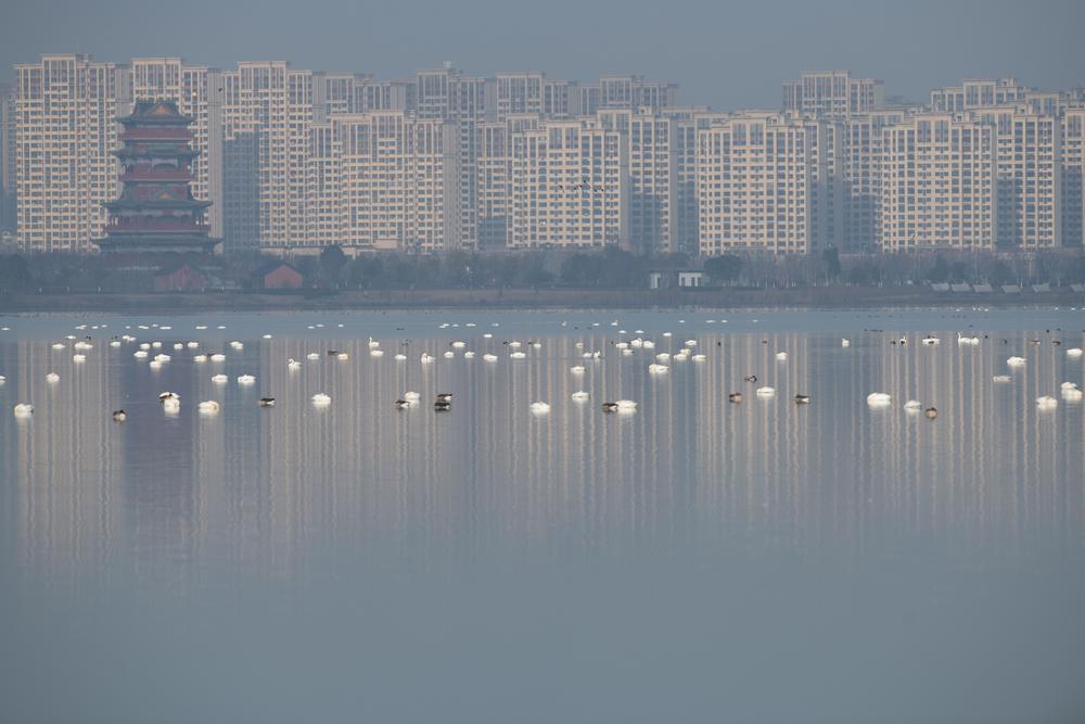 [사진] 철새들의 월동 천국, 中 안후이 밍후공원