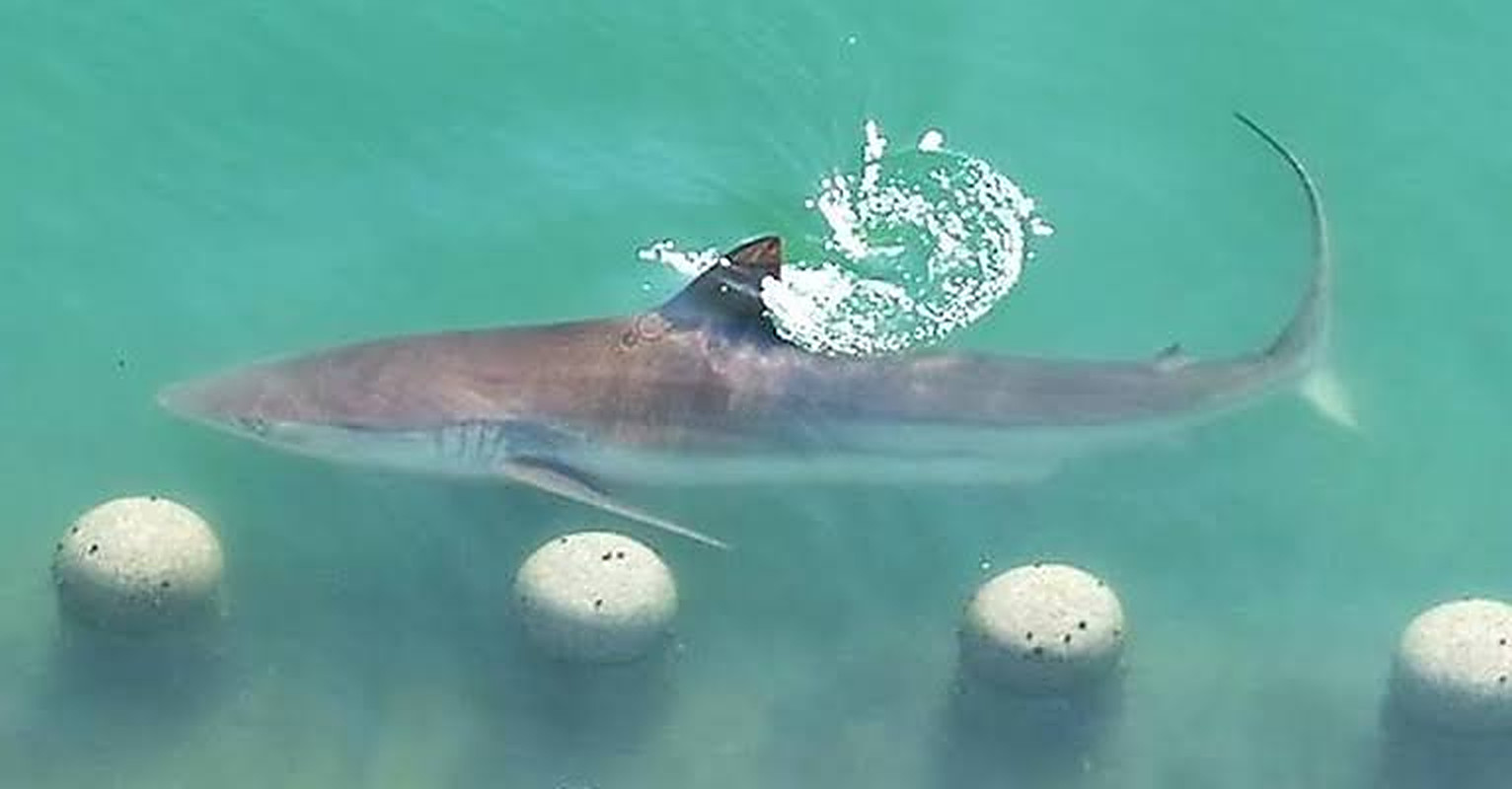 Seen from above, the dusky shark glides through green water past a row of round concrete posts.