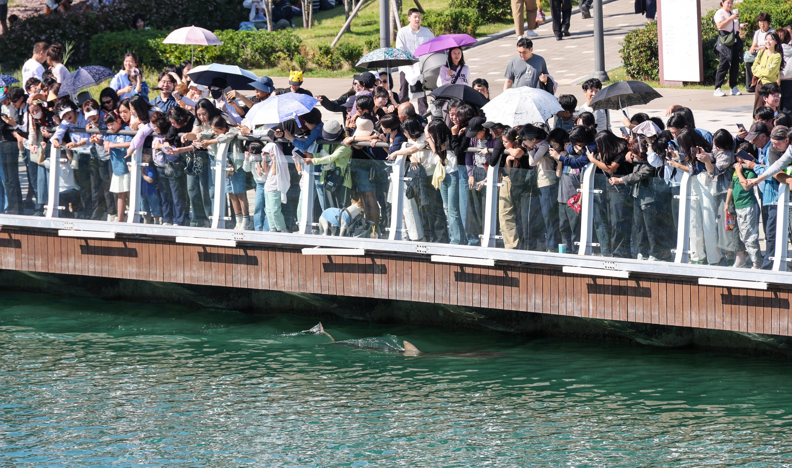 Crowds lean over a glass railing above the canal as the shark's dorsal fin and tail cut the surface.